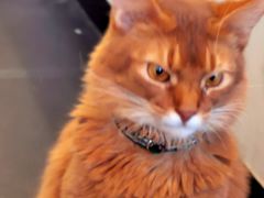 -猫小院猫主题餐厅(南锣旗舰店)