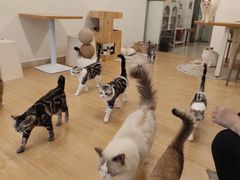 -有喵·猫咖·狗咖·30几只猫10只小狗(岗厦店)