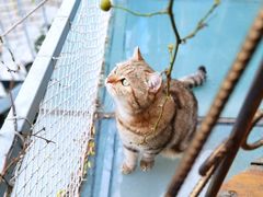 -喵屿·大理花园猫咖