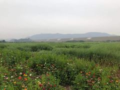 -光明小镇欢乐田园