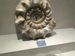 -安徽省地质博物馆