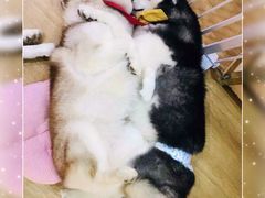 -Husky Go! 哈士奇体验馆·宠物咖啡厅狗咖