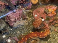 -西雅图水族馆