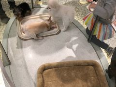 -momokira米努特·德文卷毛猫·棉花面纱犬