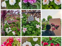 -曹州百花园