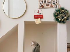 -猫友咖啡店(玉林西路店)