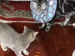 -纳吉亚猫专科动物医院博雅分院