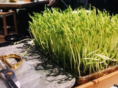 活体豆苗-三克火锅影院(来福士店)