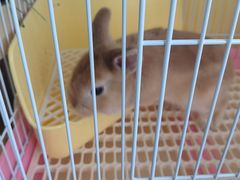 -宠物兔专门店(天丰利市场店)