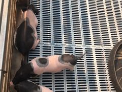 -北京鹿世界主题园