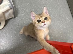 -伟伟宠物医院·瑞派猫友好医院·猫科(光谷店)