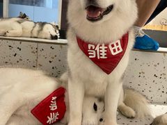 -Husky Go!哈士奇体验馆·宠物咖啡厅狗咖