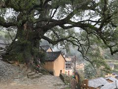 -杨家堂村