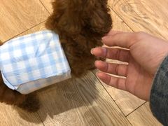 -Pets First伊珊娜洗护·精致美容·家庭式寄养(新会路店)