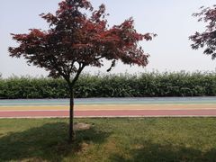 -贡湖湾湿地公园