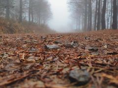 -东白山