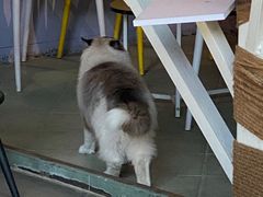 -喵屿·大理花园猫咖