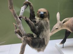 -国家自然博物馆