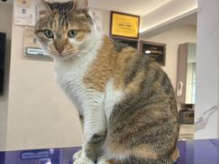 -伟伟宠物医院·CT影像中心·瑞派犬猫综合性门诊(汉口总院)