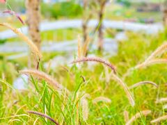 -光明小镇欢乐田园