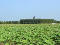 -微山湖红荷湿地景区