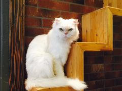 -more than meow吴止猫主题餐厅(承德 中船汇店)