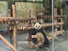 -上海野生动物园