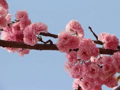 -天适樱花悠乐园