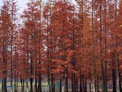 -白鹭湾湿地公园