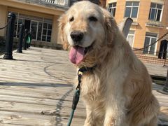 -伟伟宠物医院·CT影像中心·瑞派犬猫综合性门诊(汉口总院)