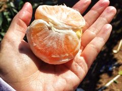 景点-上海长兴岛郊野公园