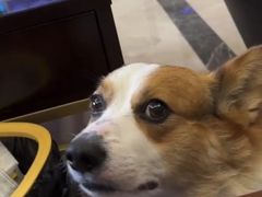-安安宠医宠物医院·异宠·犬猫内科(岳阳分院)