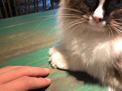 -喵喵咪呀布偶猫咖(春熙路店)