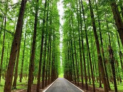 -东平国家森林公园