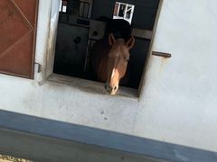 -松声马术俱乐部