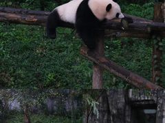 -红山森林动物园