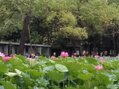 -四川大学(望江校区)