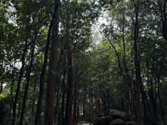 -火炉山森林公园