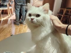 -MOCHA明星猫咖(田子坊店)