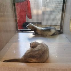 -Moni星球萌宠·小马宝莉·灵蛇·高端高阶全萌宠互动体验俱乐部(红豆国际广场店)