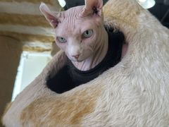 -藏猫猫咖啡主题馆(中央大道店)