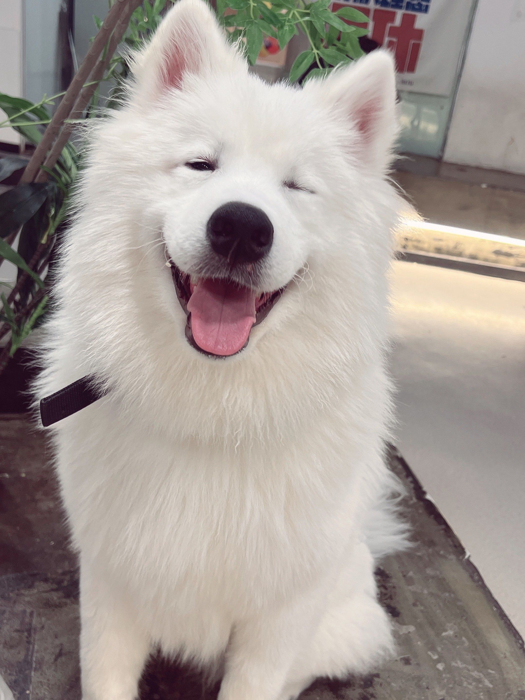 温暖又治愈的大白啊