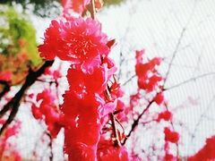 -武汉大学-樱园