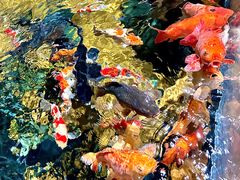 -上海海洋水族馆