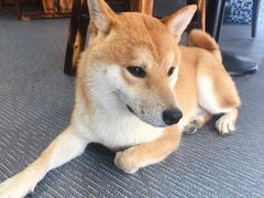 -柴源莊·柴小宠柴犬咖啡