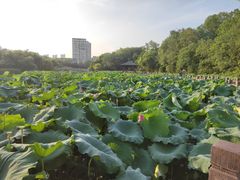 -金山公园
