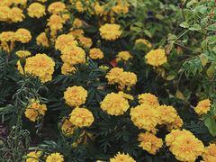 -立新湖公园