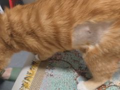 -纳吉亚猫专科动物医院博雅分院