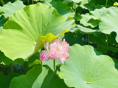 -陈家山荷花公园