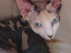 -藏猫猫咖啡主题馆(中央大道店)